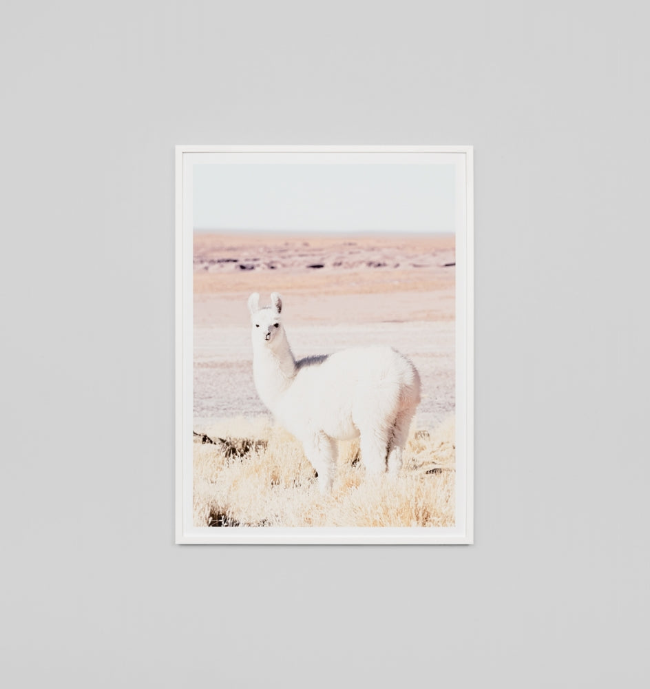 Framed Print- Bolivian Alpaca